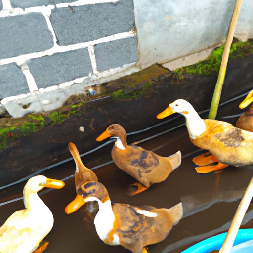 Socialize Your Duck with Other Ducks or Animals