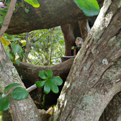 Providing Places to Hide and Climb