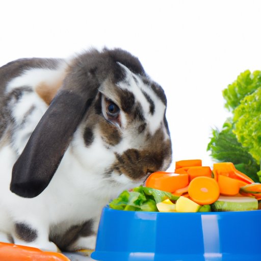 Providing Adequate Diet for Your Rabbit