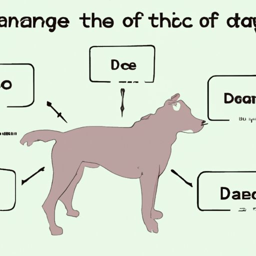 Describing the Physical Characteristics of the Dog