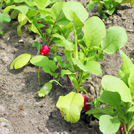 Tips for Growing Your Own Radish Garden