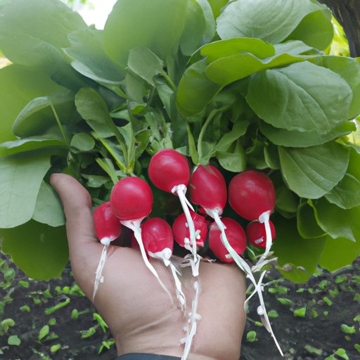 The Health Benefits of Adding Radishes to Your Diet