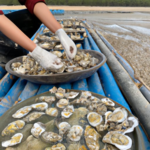 Select Fresh Oysters from a Reputable Source