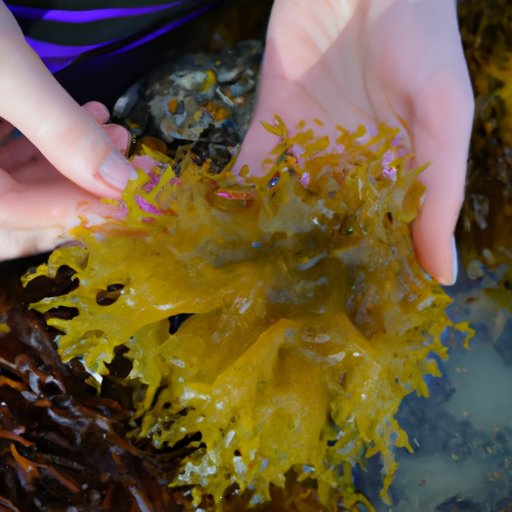 Exploring Different Types of Seamoss