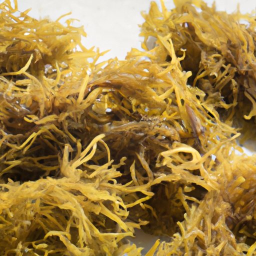 Tips for Selecting and Storing Seamoss