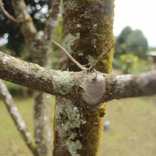 Practice With a Digital Camera