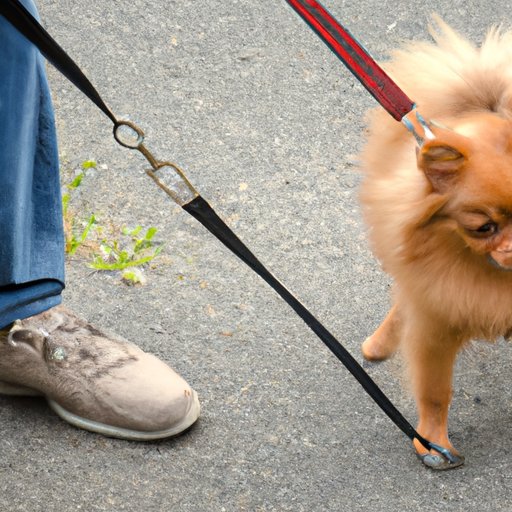 Keeping Your Dog on a Leash