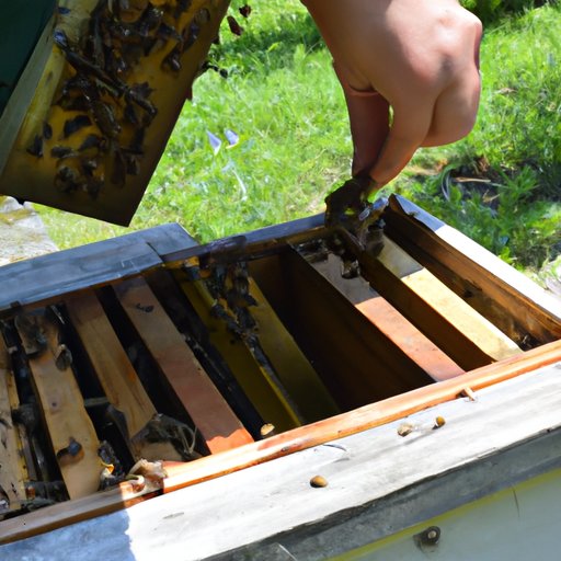 Obtain Bees and Transfer Them to the Hive