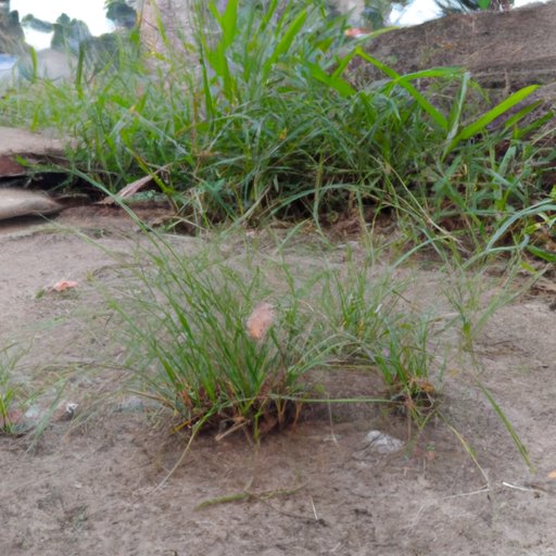 Plant Cat Grass in an Area Away from Other Plants