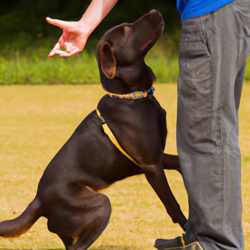 Teaching Your Dog to Stop the Behavior