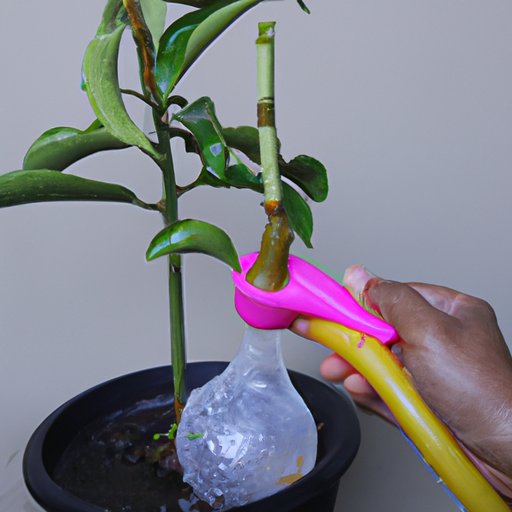 Use a Watering Globe for Each Plant