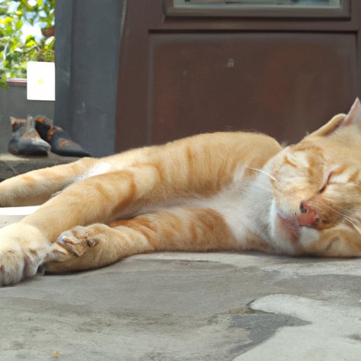 Take Naps During the Day