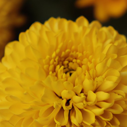 Focus on Living Life to its Fullest