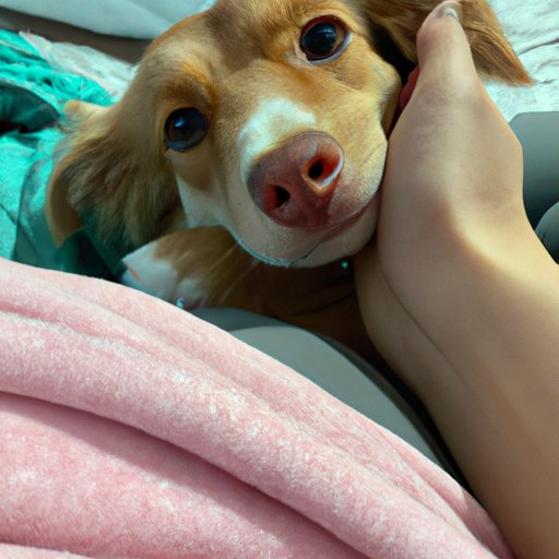 Give it Plenty of Attention and Cuddles