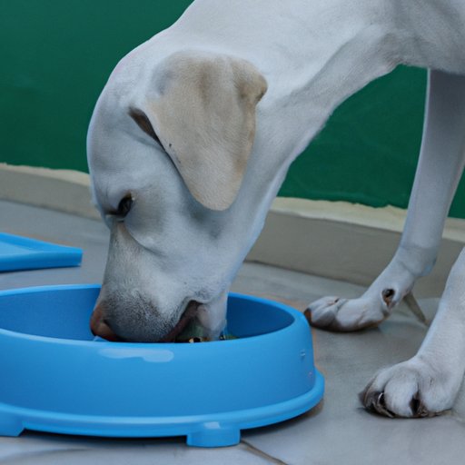 Make Sure Your Dog Has Access to Food and Water