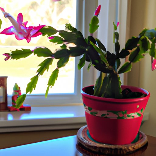 How to Start a Christmas Cactus StepbyStep Guide for Beginners