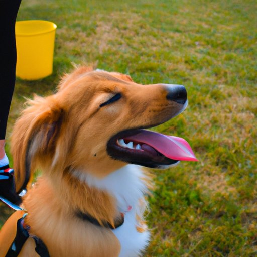 Reasons Why Starting a Dog Business is a Good Investment