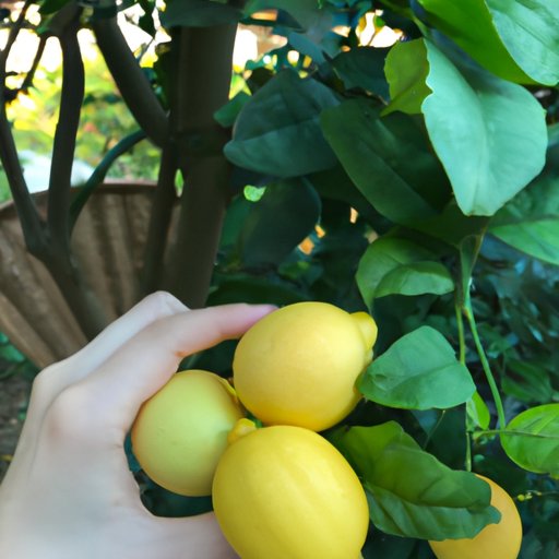 Harvest and Enjoy the Lemons!
