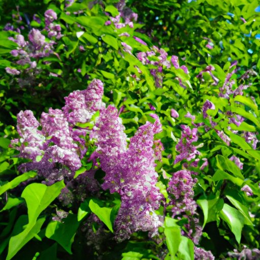 How to Start a Lilac Bush Research, Planting and Care Tips The