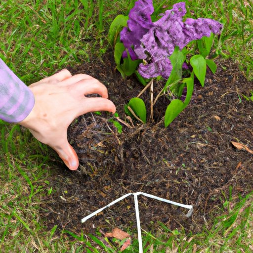 Choosing a Location to Plant Your Lilac Bush