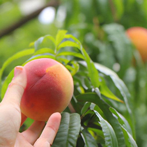 Research the Best Type of Peach Tree for Your Climate