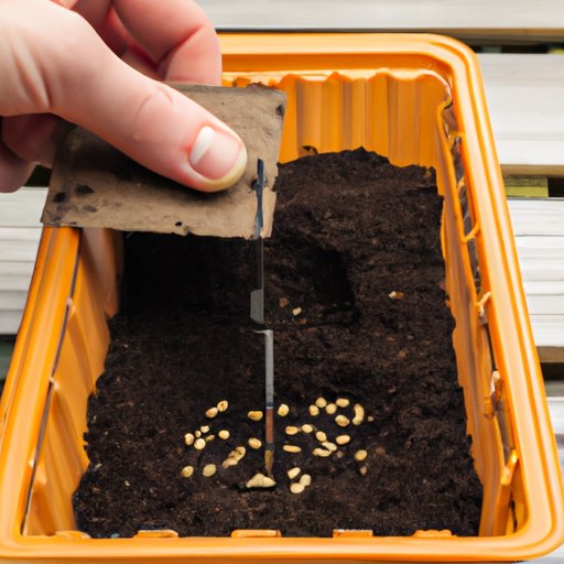 Plant the Seeds in a Container or Directly in the Ground