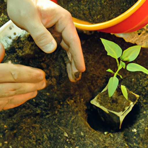 How to Start a Seedling A StepbyStep Guide for Beginners The Enlightened Mindset