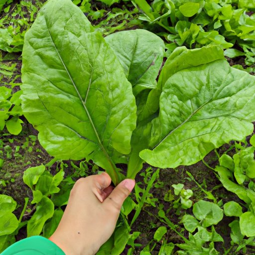 Research the Best Vegetables to Grow in Your Region