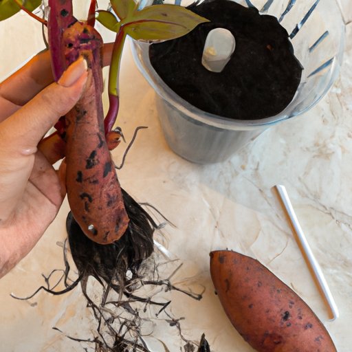 The Basics of Starting a Sweet Potato Plant