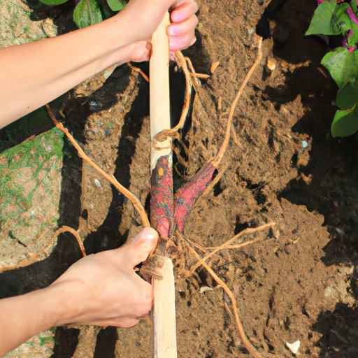 Planting Sweet Potato Slips: The Easiest Way to Grow Sweet Potato Vines
