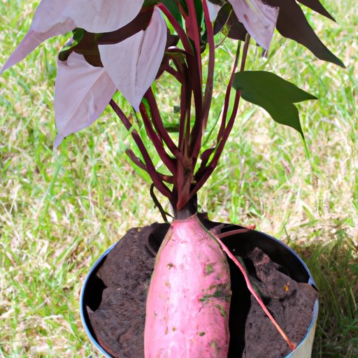 Growing Sweet Potatoes from Tubers: Tips and Tricks
