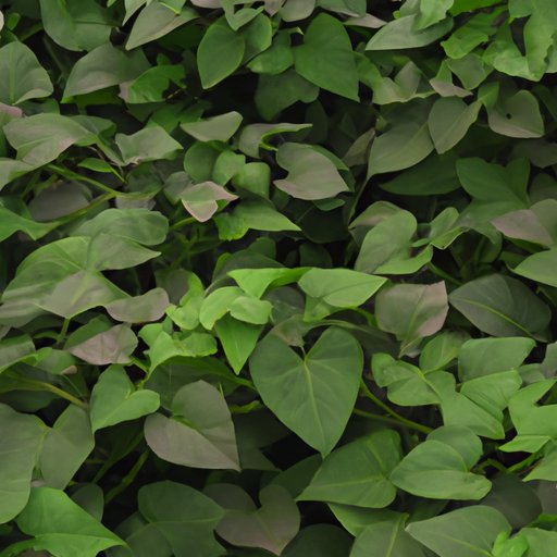 Overview of Sweet Potato Vines