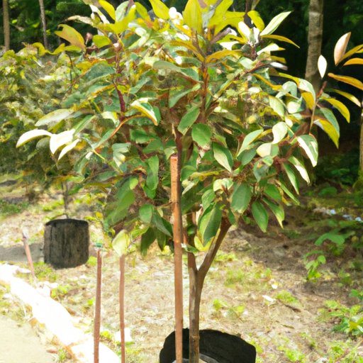 How to Start a Tree Farm Benefits, Regulations, Market, Layout