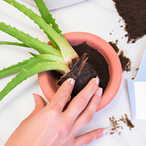How to Pot and Care for a New Aloe Plant