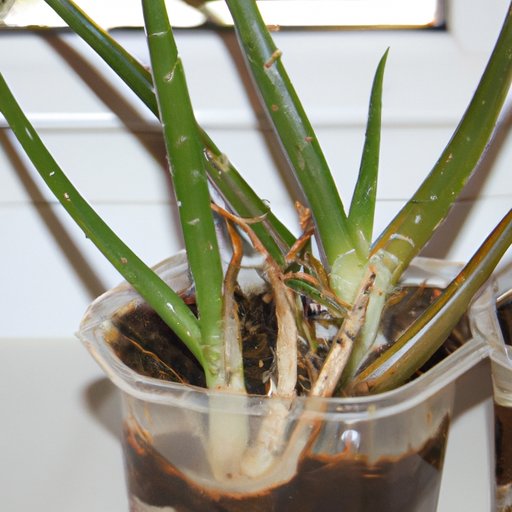 Growing Aloe Vera from Cuttings