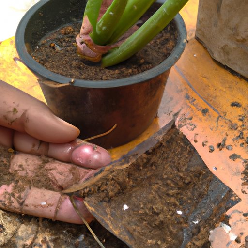 Gather Materials Needed to Plant an Aloe Vera