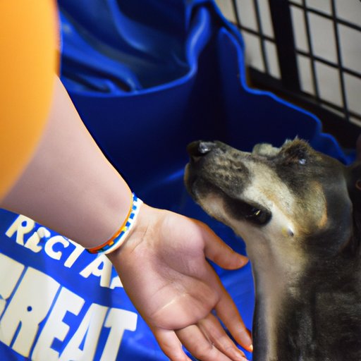 Reach Out to Local Animal Shelters and Rescue Organizations 