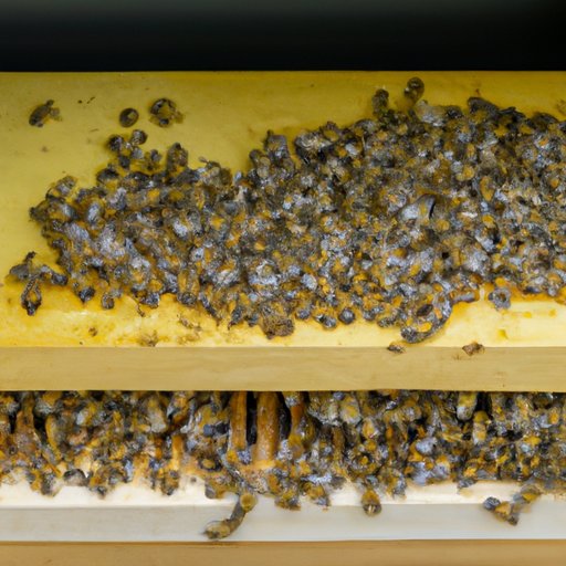 Honeybee Basics: A Comprehensive Guide to Starting a Hive