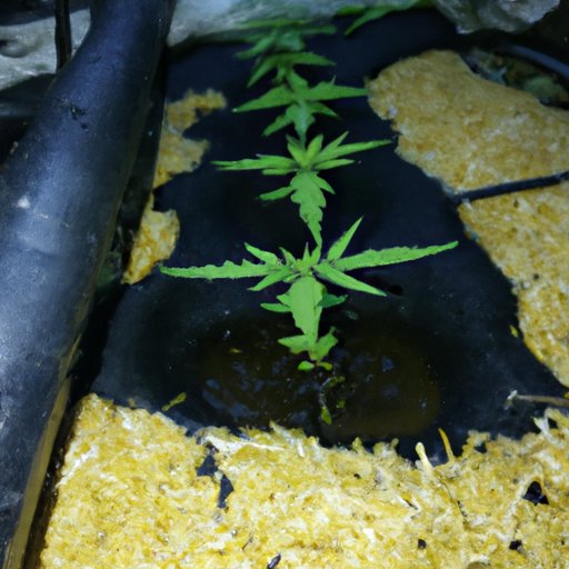 Provide Adequate Water and Nutrients to the Cannabis Seedlings
