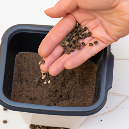 Plant the Cannabis Seeds in a Container or Directly in the Ground