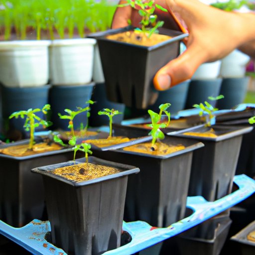 Transfer Seedlings to Larger Containers
