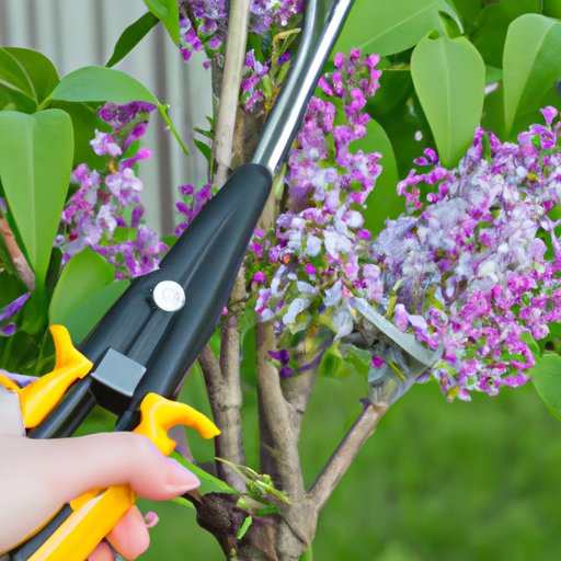 How to Start Lilac Bushes A StepByStep Guide The Enlightened Mindset