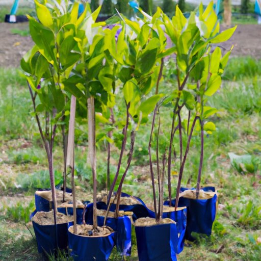 How to Start Lilac Bushes A StepByStep Guide The Enlightened Mindset