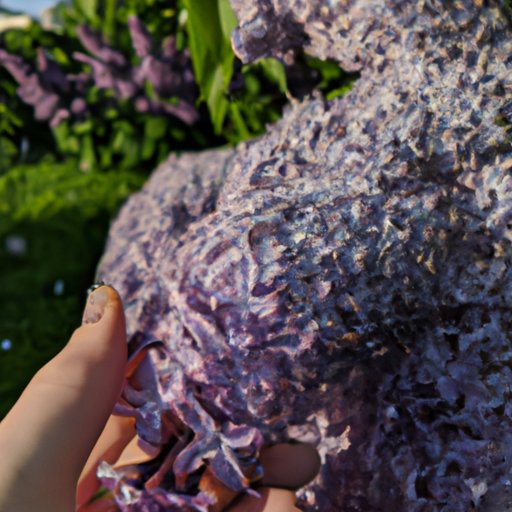 Turning Your Garden Into a Fragrant Wonderland with Lilac Bushes