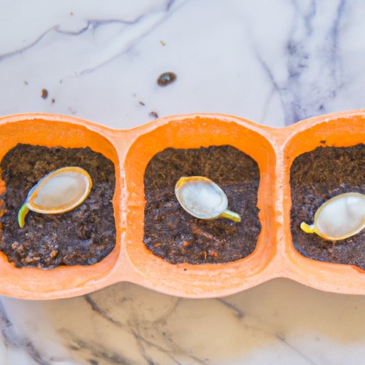 Tips for Growing Pumpkin Plants from Seed