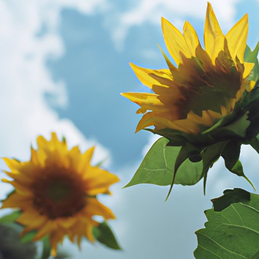 Give the Sunflowers Adequate Light