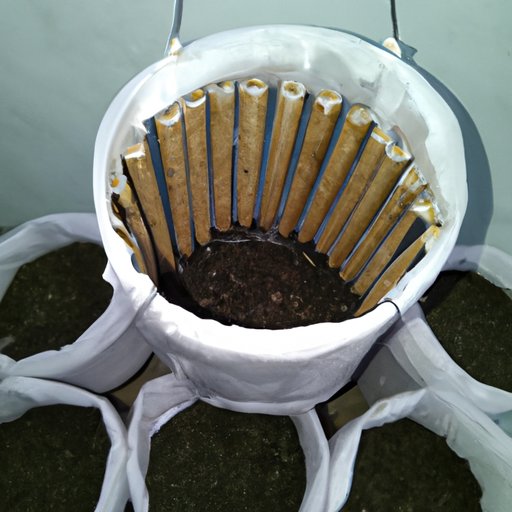 Creating the Optimal Environment for Growing Weed Plants