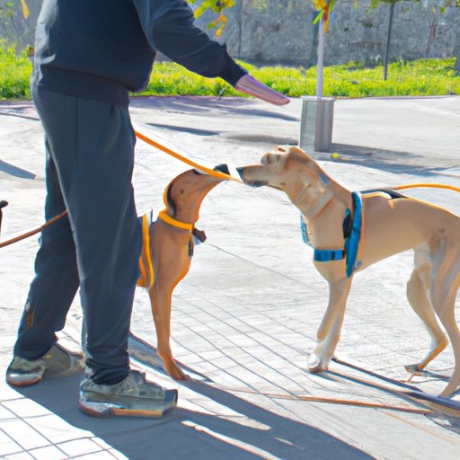 Socialize Your Dog with Other Animals and People