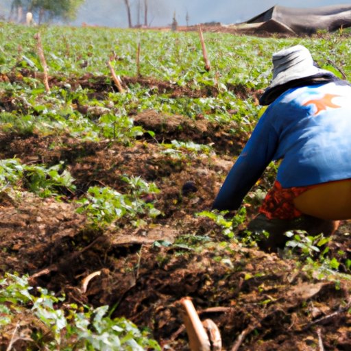 Planting and Harvesting Crops to Feed the Hungry