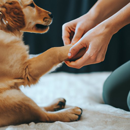 Give Your Puppy Plenty of Positive Reinforcement